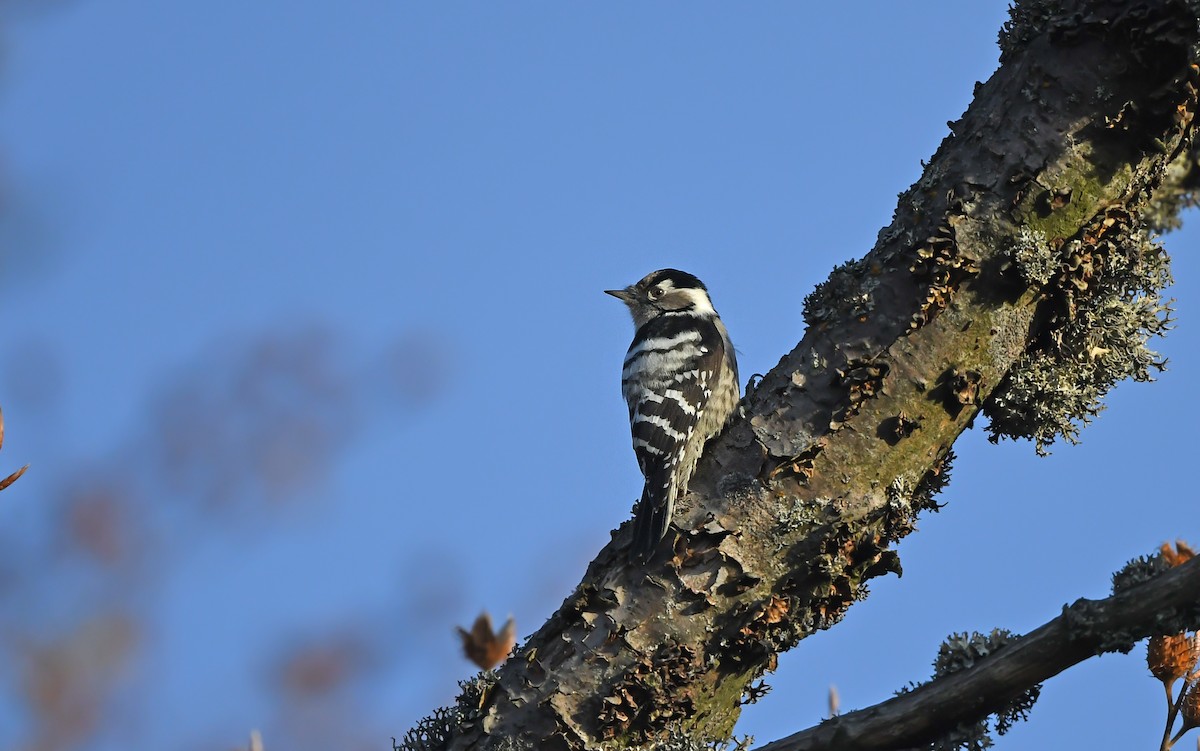 Lesser Spotted Woodpecker - ML610855694