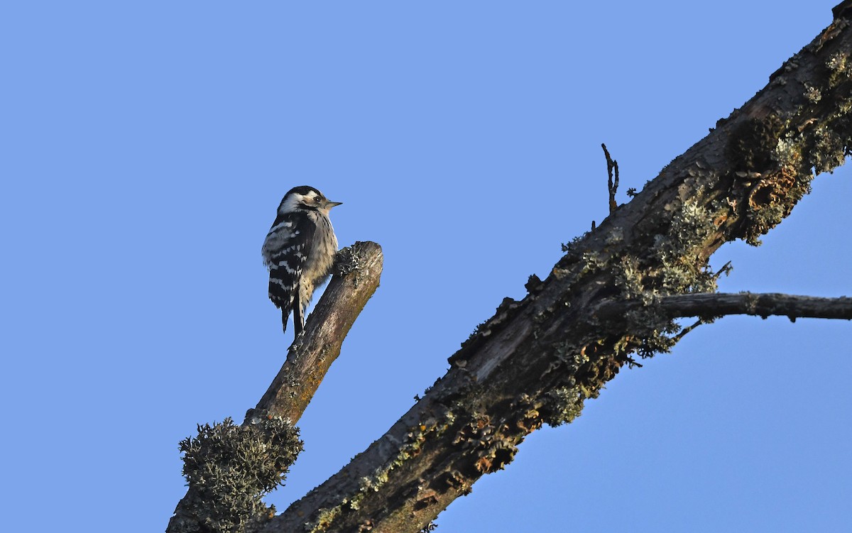 Lesser Spotted Woodpecker - ML610855695