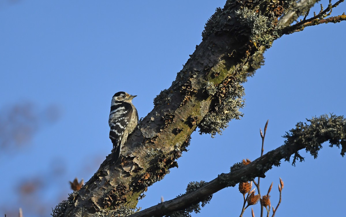 Lesser Spotted Woodpecker - ML610855698