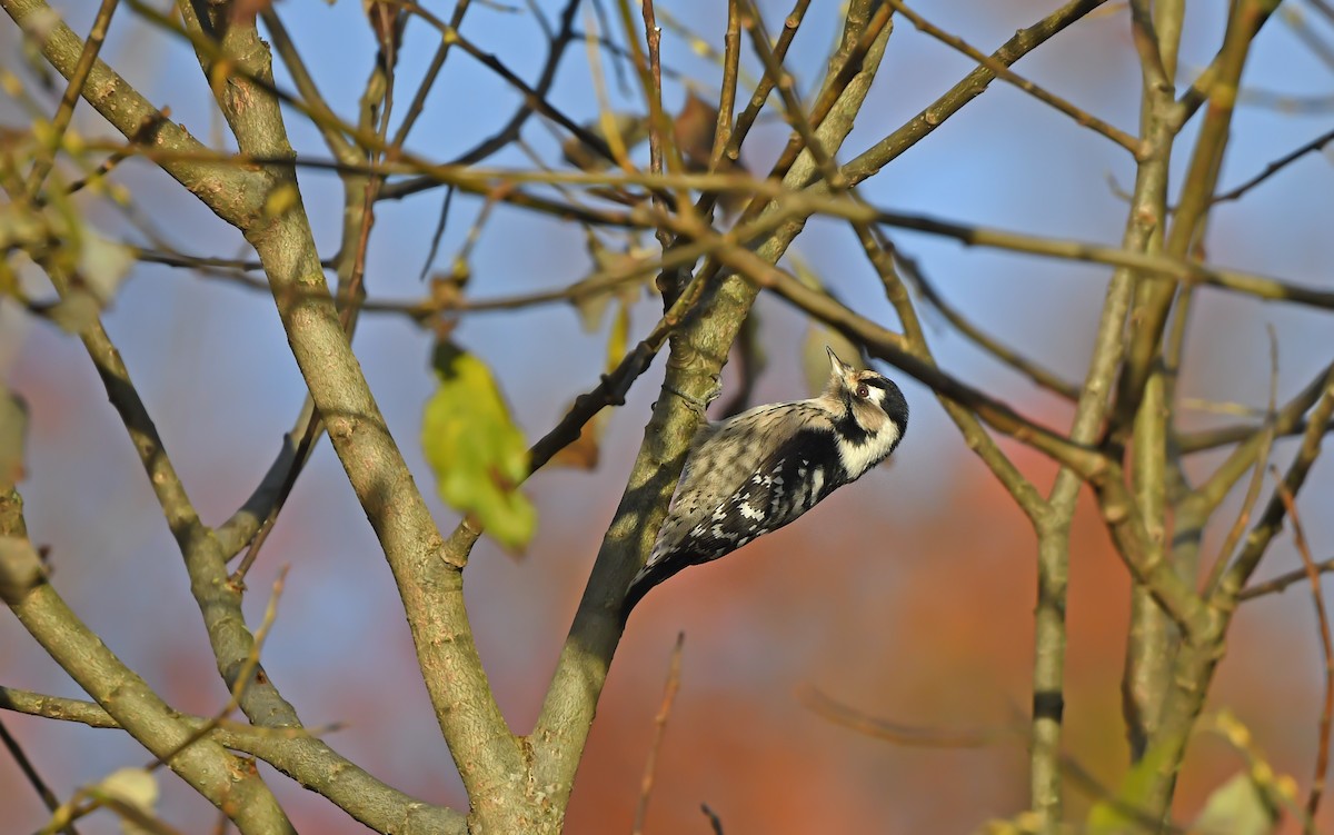 Lesser Spotted Woodpecker - ML610855699