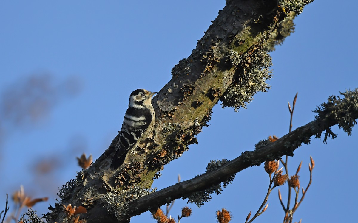 Lesser Spotted Woodpecker - ML610855700