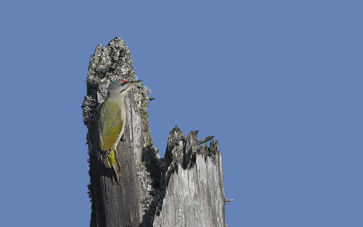 Gray-headed Woodpecker - ML610855708