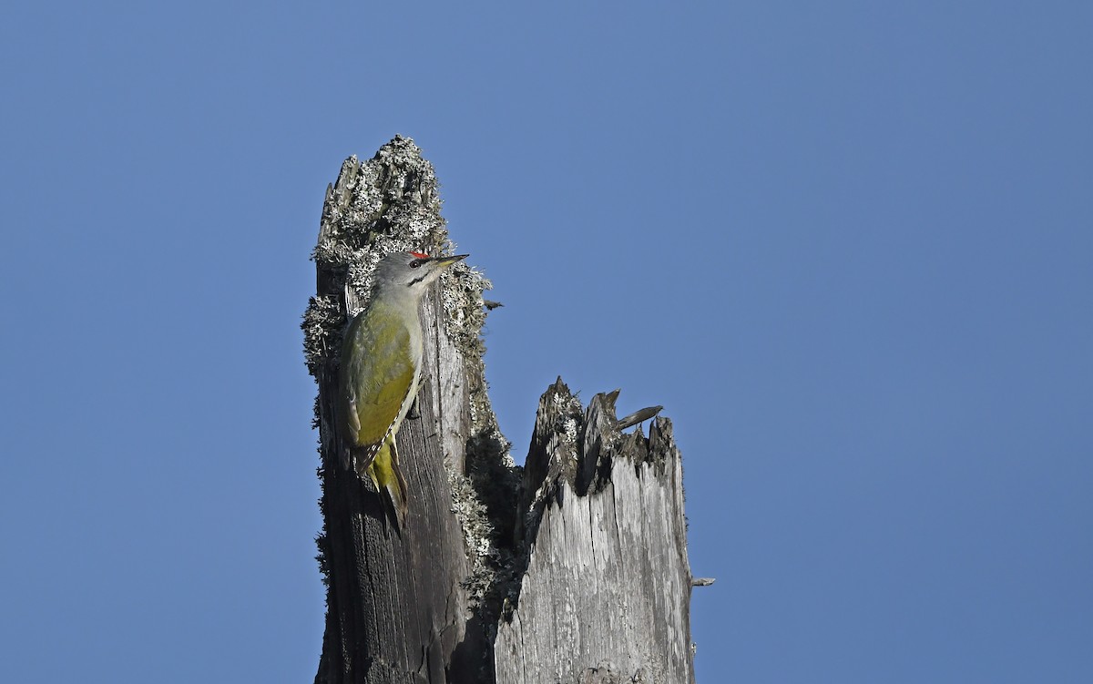 Gray-headed Woodpecker - ML610855709