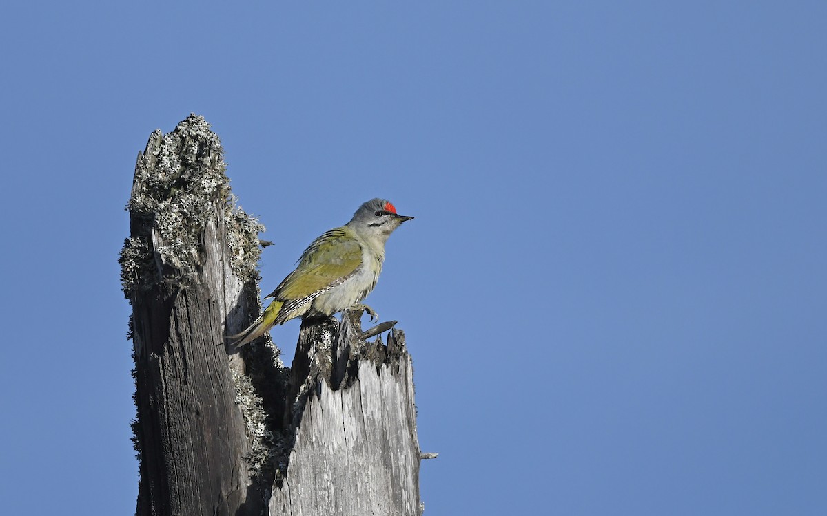 Gray-headed Woodpecker - ML610855710