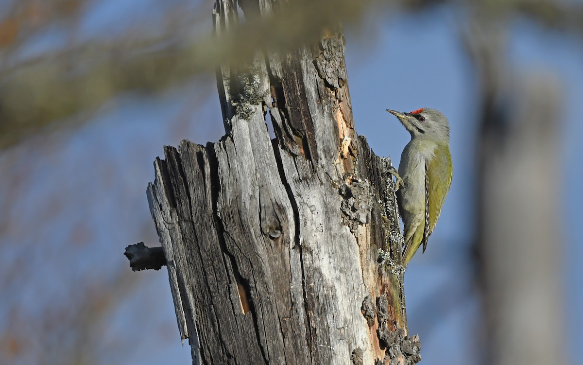 Gray-headed Woodpecker - ML610855714