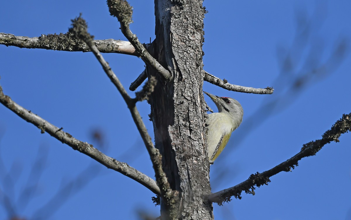 Gray-headed Woodpecker - ML610855715