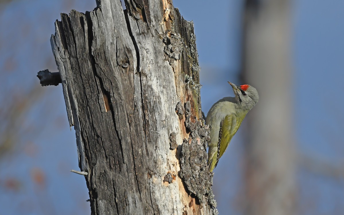 Gray-headed Woodpecker - ML610855718
