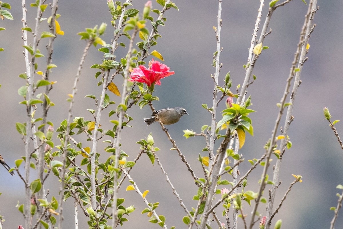 White-browed Chat-Tyrant - ML610855809