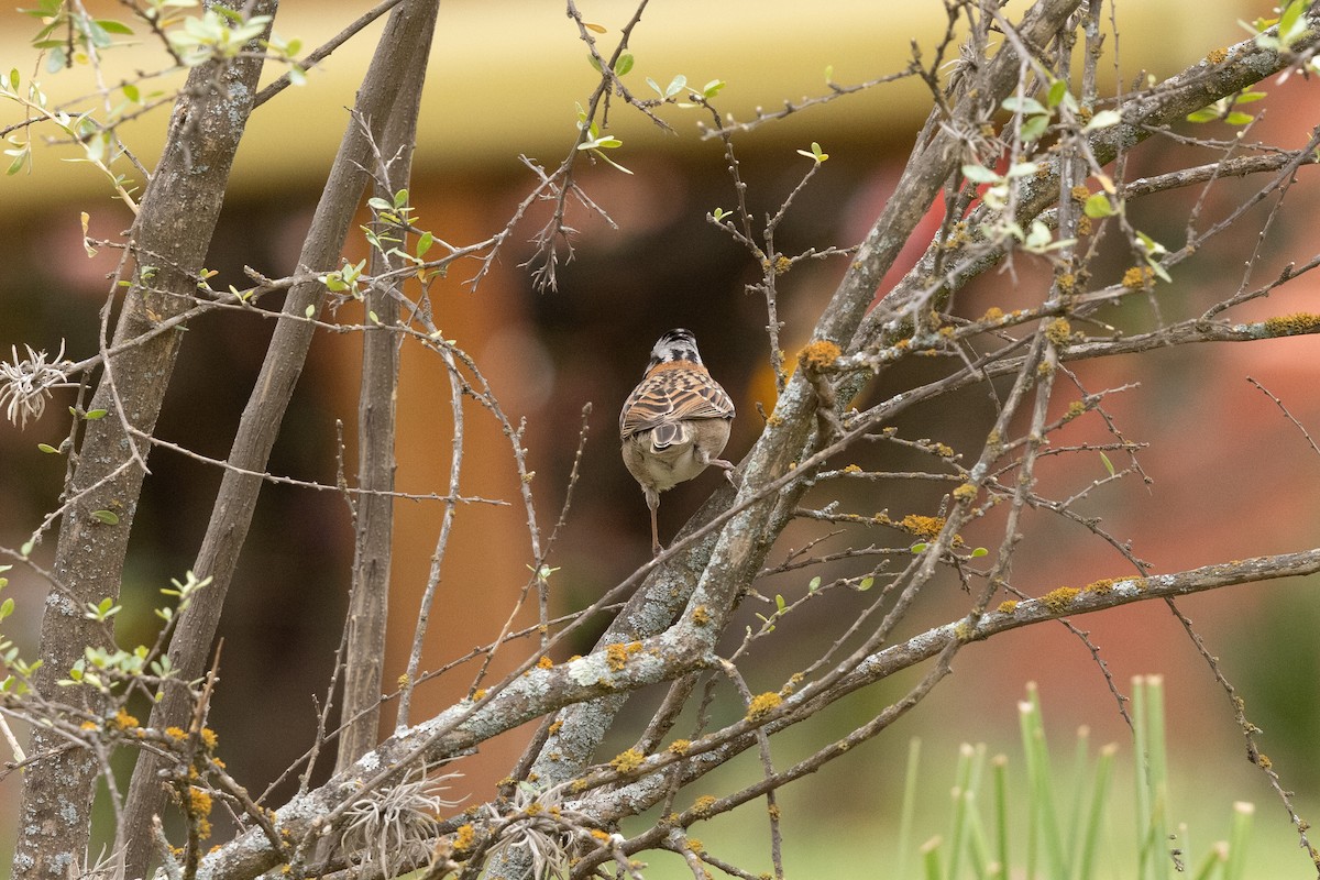 Rufous-collared Sparrow - ML610855826