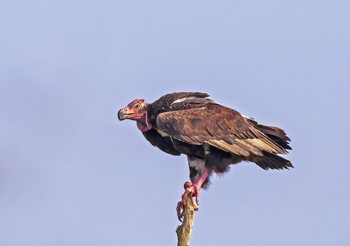 Red-headed Vulture - ML610855927