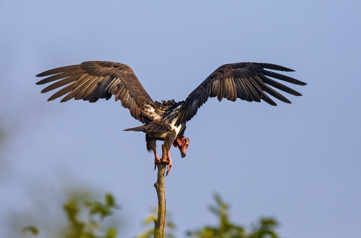 Red-headed Vulture - ML610855928