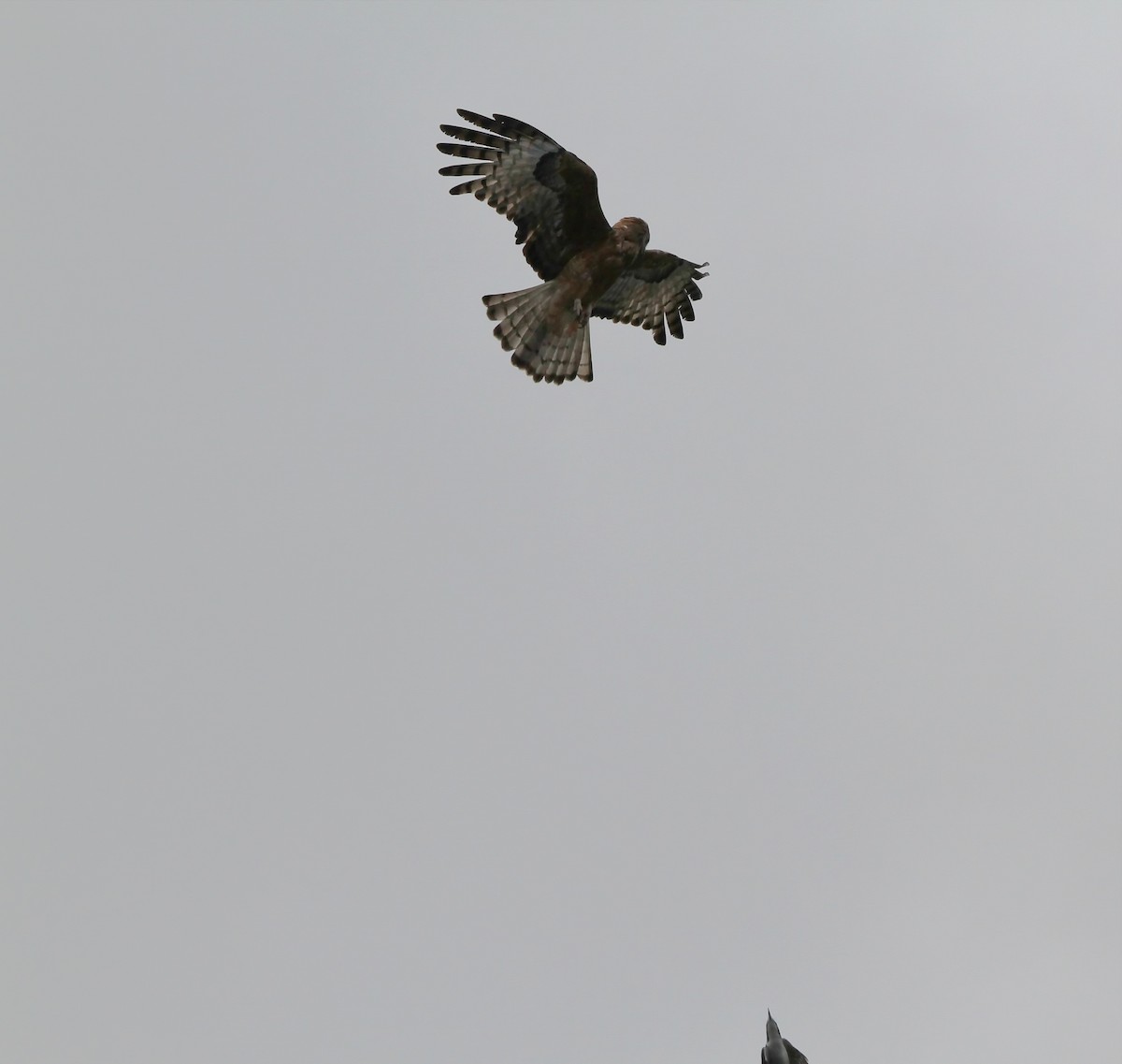 Square-tailed Kite - Colin Mulvogue