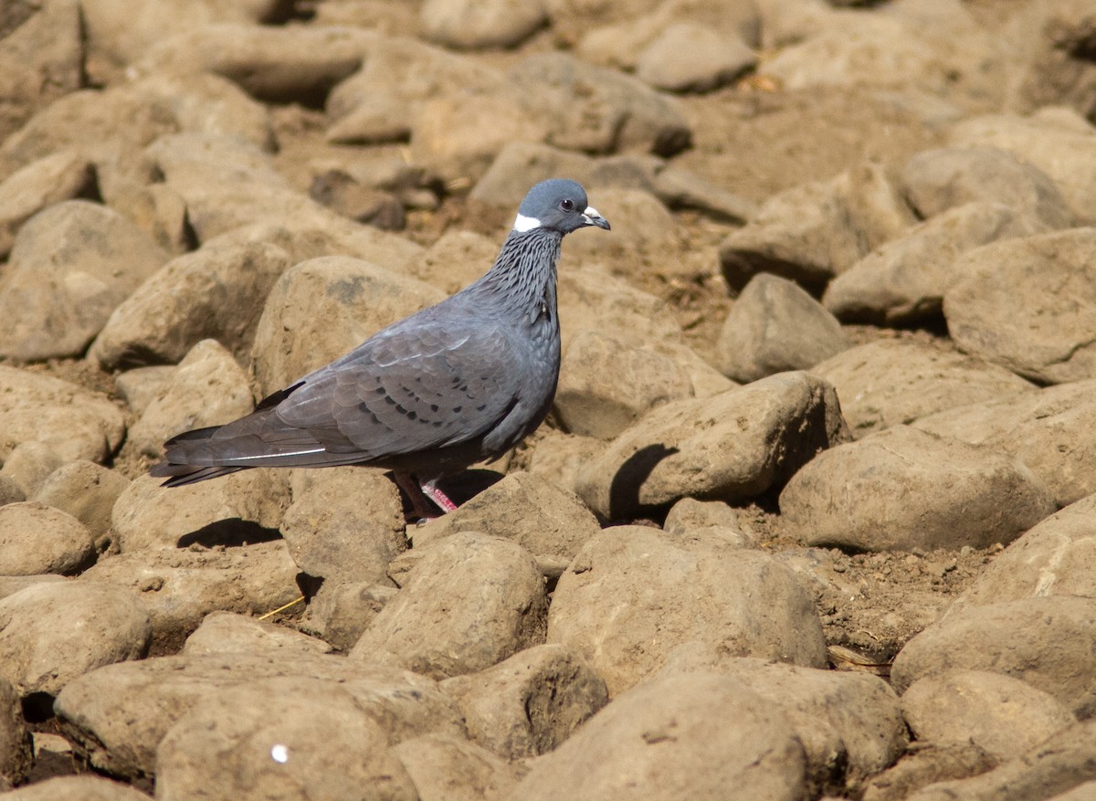 White-collared Pigeon - ML610856172
