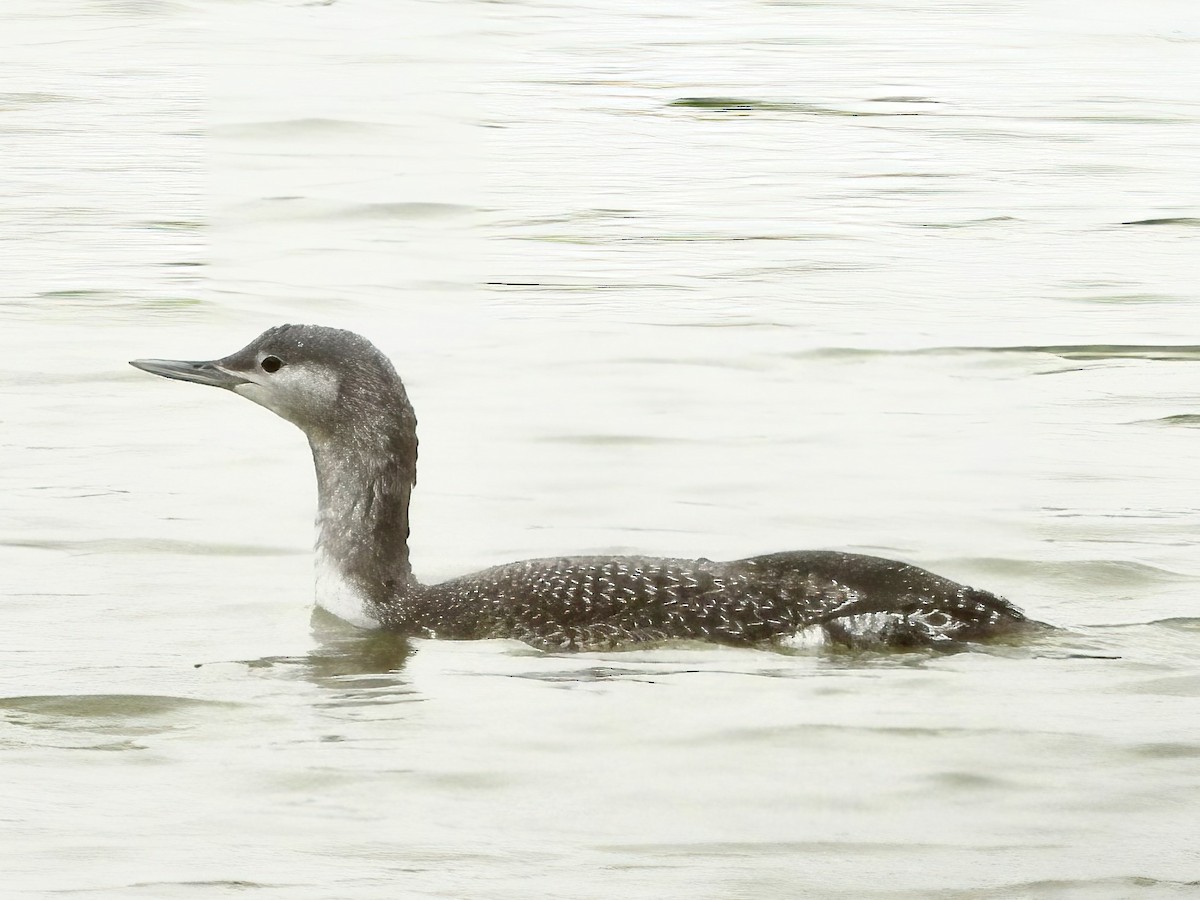 Red-throated Loon - ML610856256