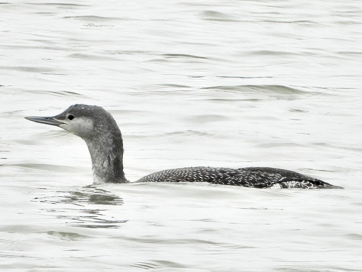 Red-throated Loon - ML610856258