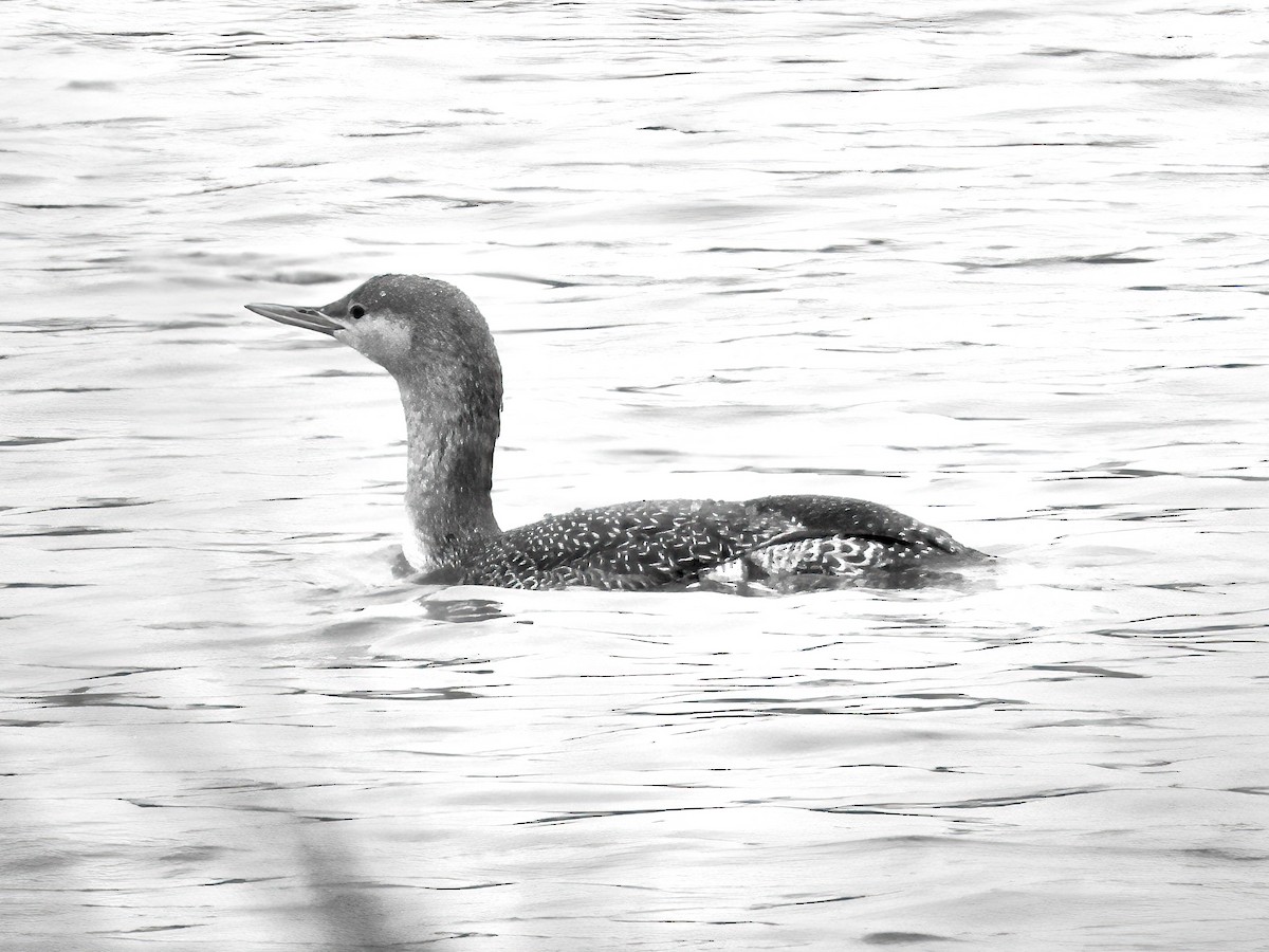 Red-throated Loon - ML610856259