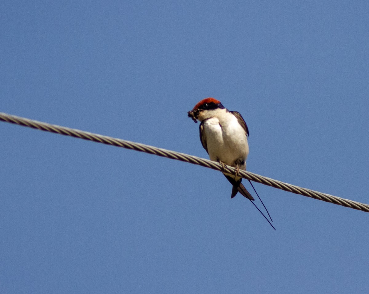 Wire-tailed Swallow - ML610856283