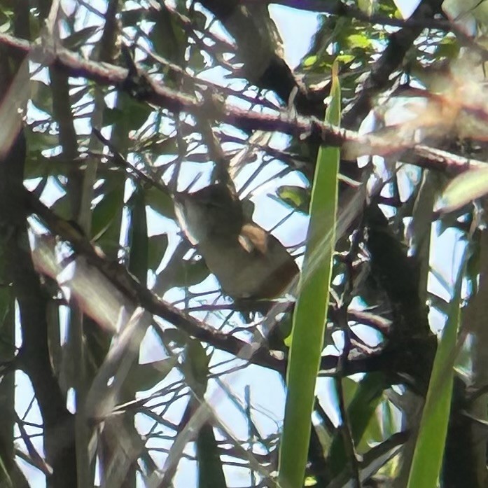 Common Reed Warbler (African) - ML610856874