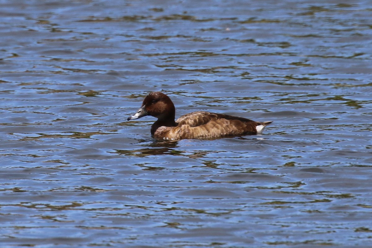 eBird Australia Checklist - 7 Nov 2023 - Gordon Pond - 25 species