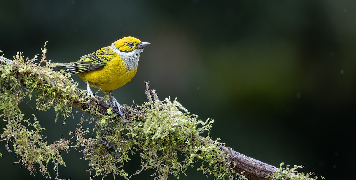 Silver-throated Tanager - ML610857162