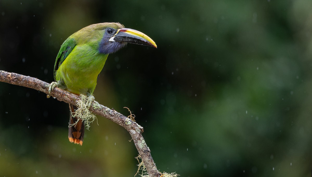 Northern Emerald-Toucanet (Blue-throated) - ML610857653