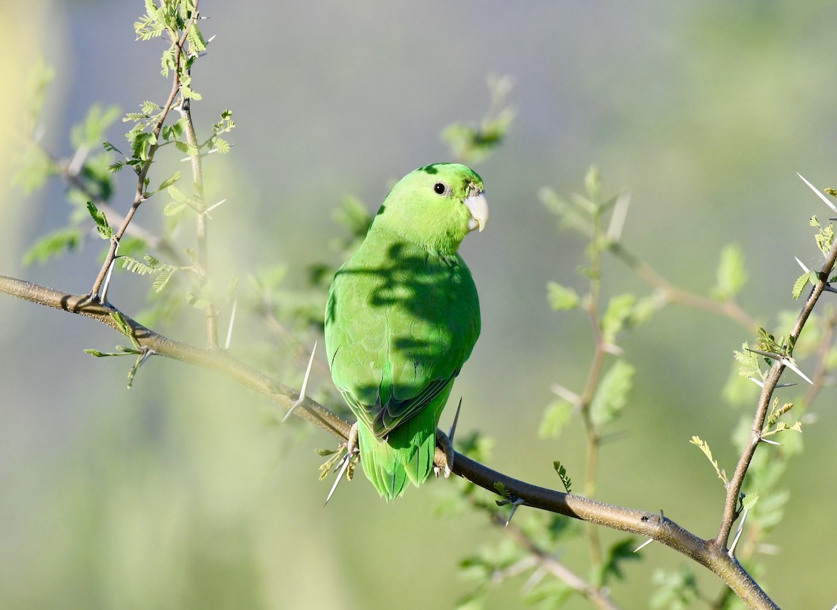 Mexican Parrotlet - ML610857874