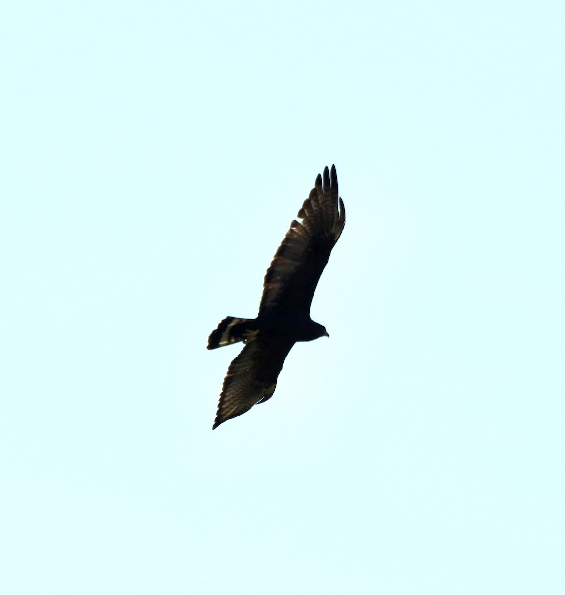Zone-tailed Hawk - ML610857928