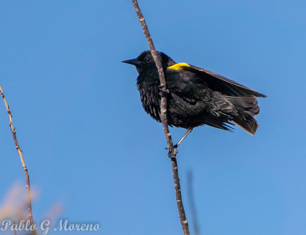 Yellow-winged Blackbird - ML610858258