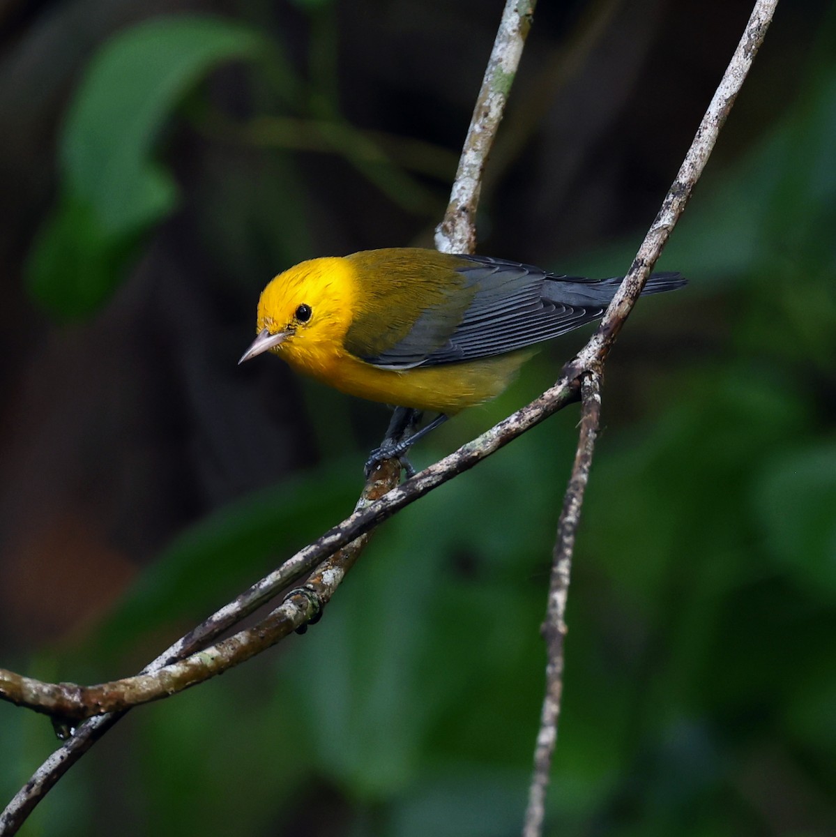 Prothonotary Warbler - ML610858411