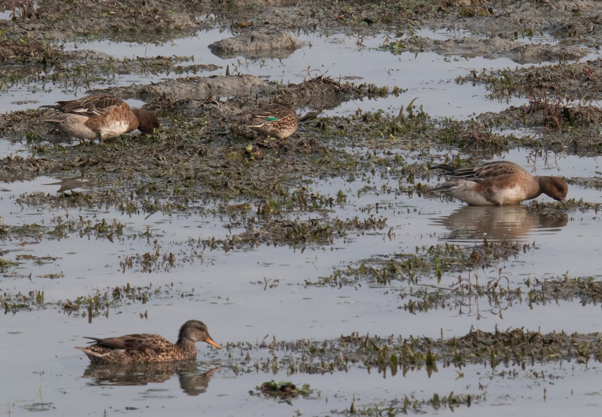 Green-winged Teal - ML610858446