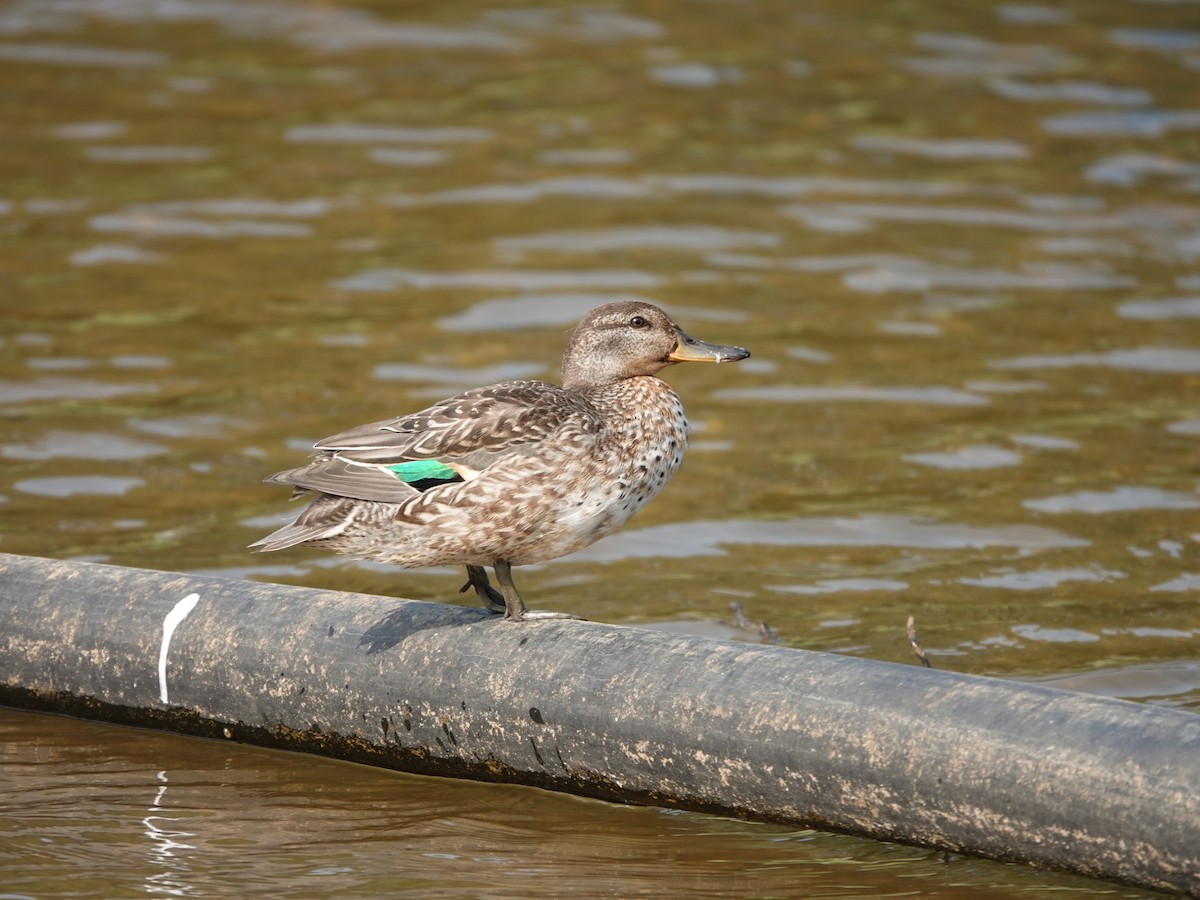 Green-winged Teal - ML610858626