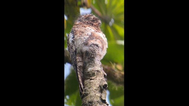 Andean Potoo - ML610858718