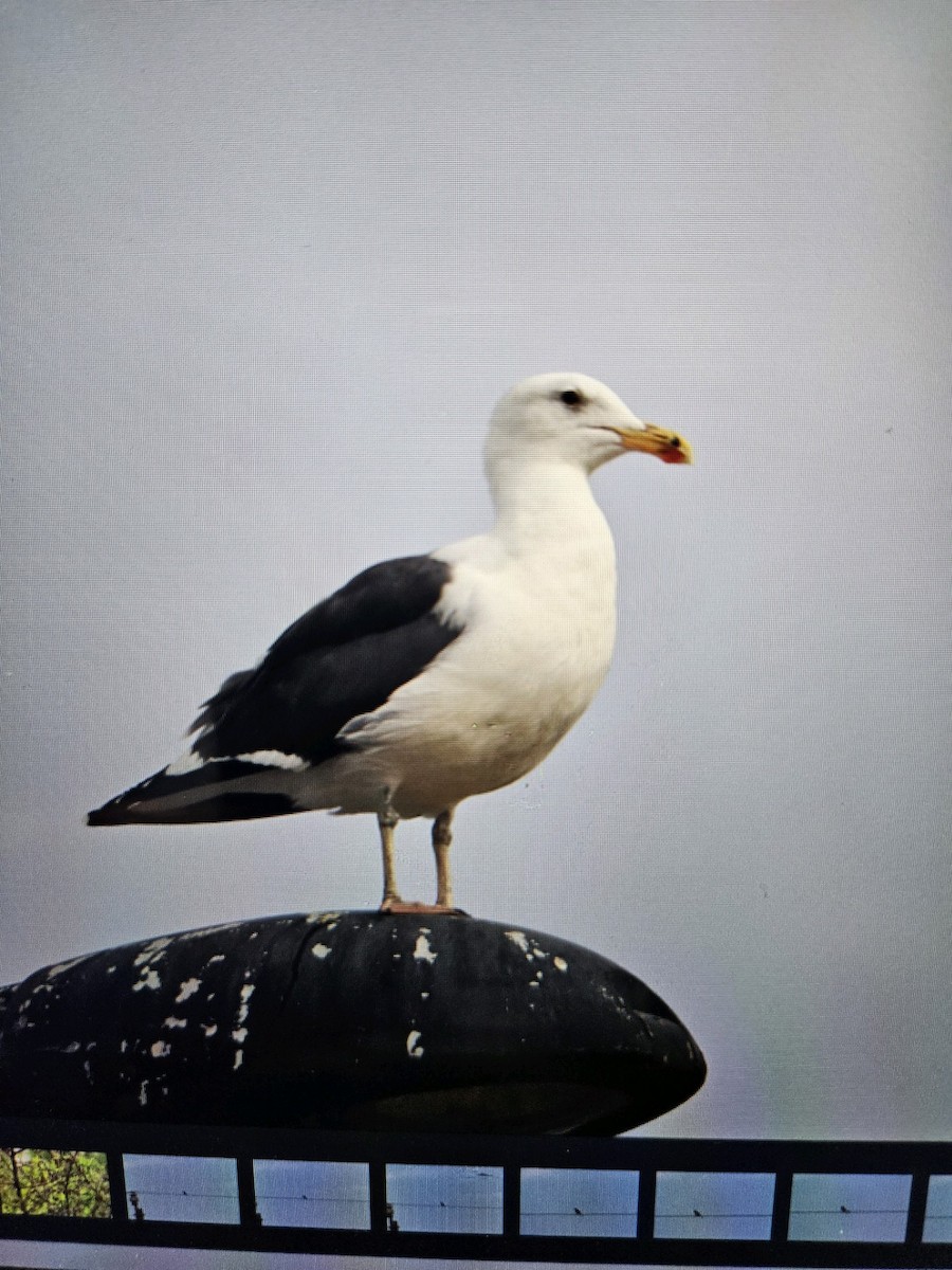 Yellow-footed Gull - ML610859396