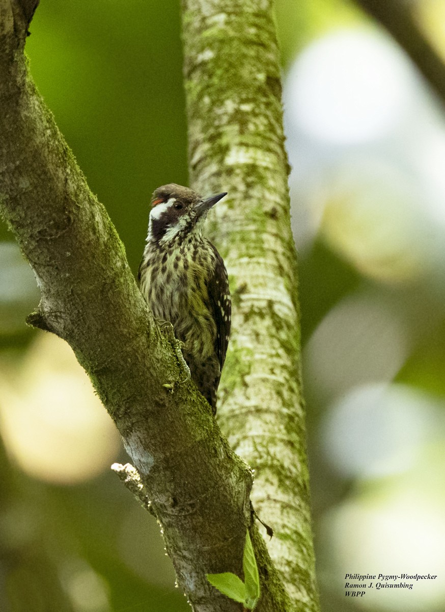 Philippine Pygmy Woodpecker - ML610859573