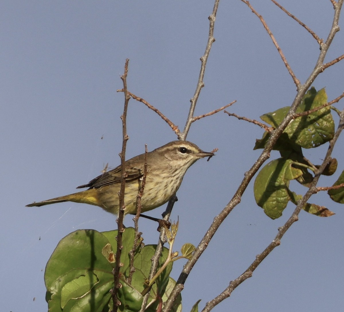 Palm Warbler - Kathy Sessions