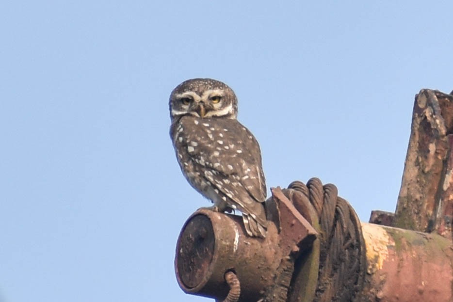 Spotted Owlet - ML610859973