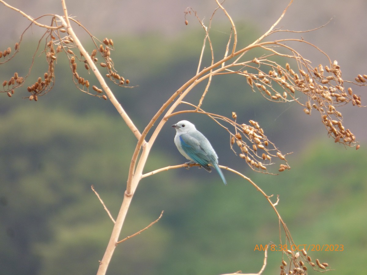 Blue-gray Tanager - ML610860260