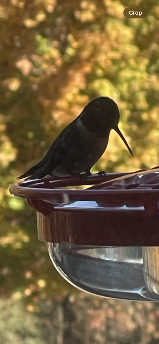 Ruby-throated Hummingbird - ML610860359