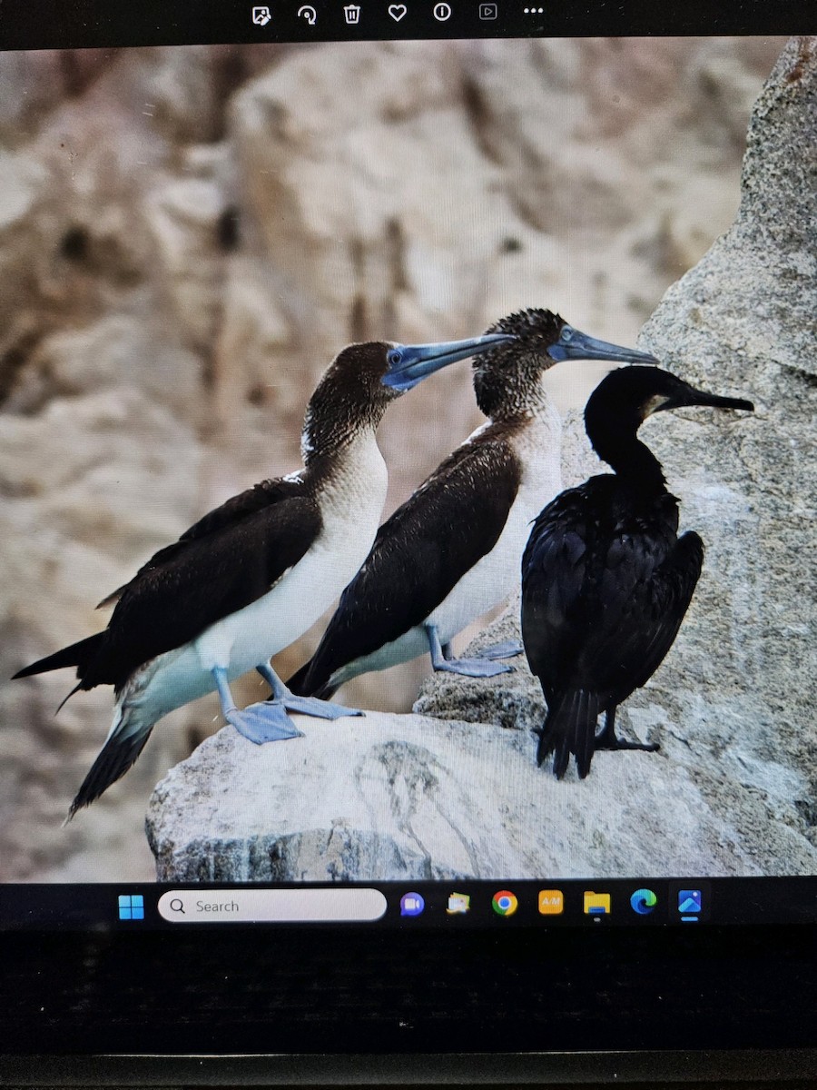Blue-footed Booby - ML610860406