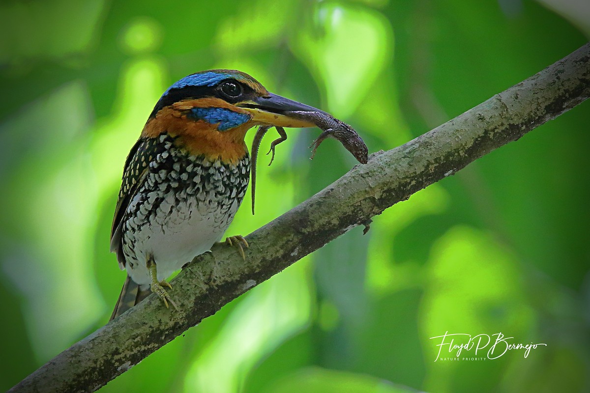 Spotted Kingfisher - ML610860620