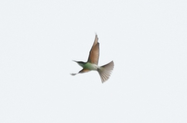 Blue-throated Bee-eater - ML610860632