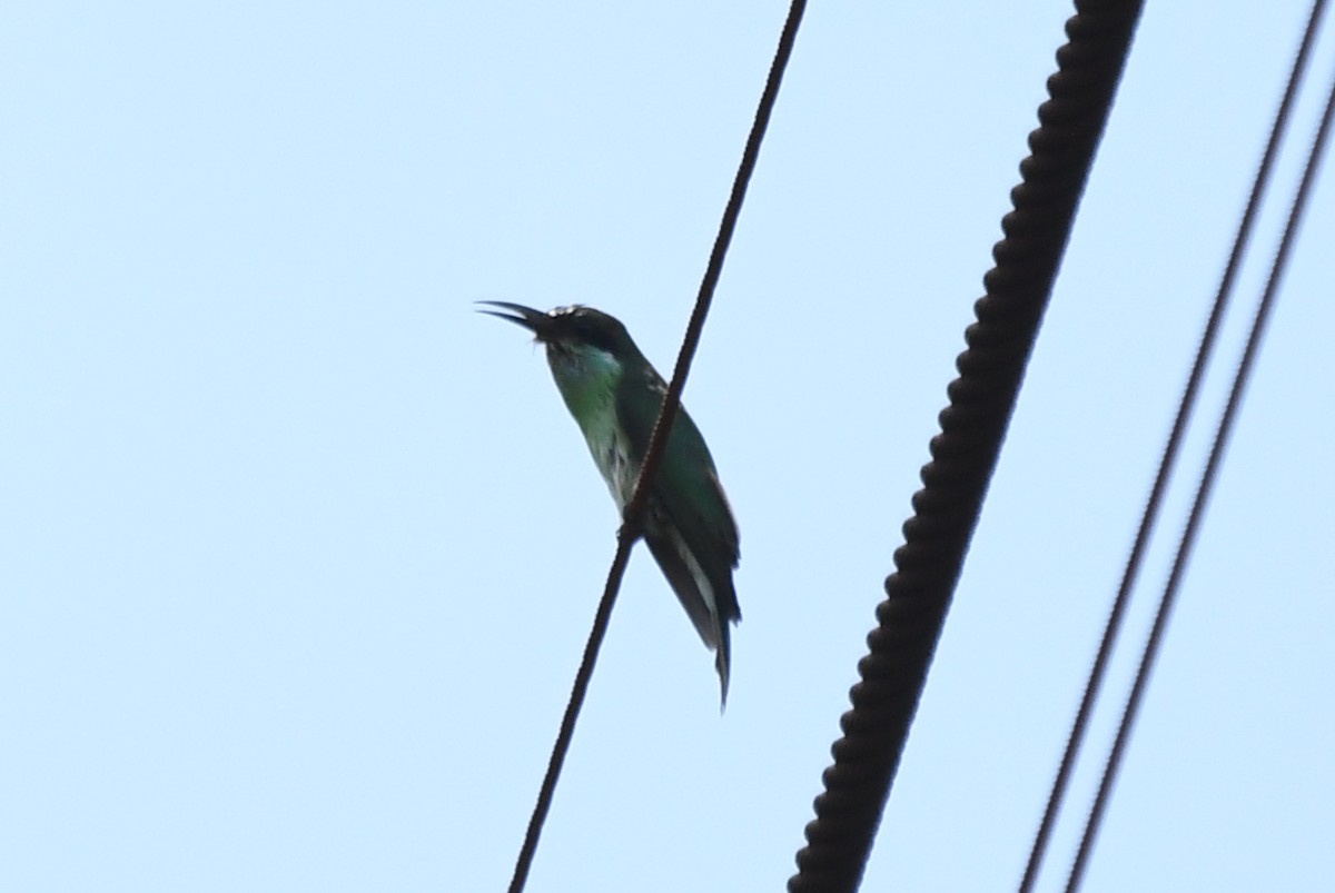 Blue-throated Bee-eater - ML610860634