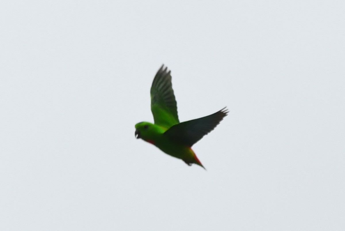 Blue-crowned Hanging-Parrot - ML610860678