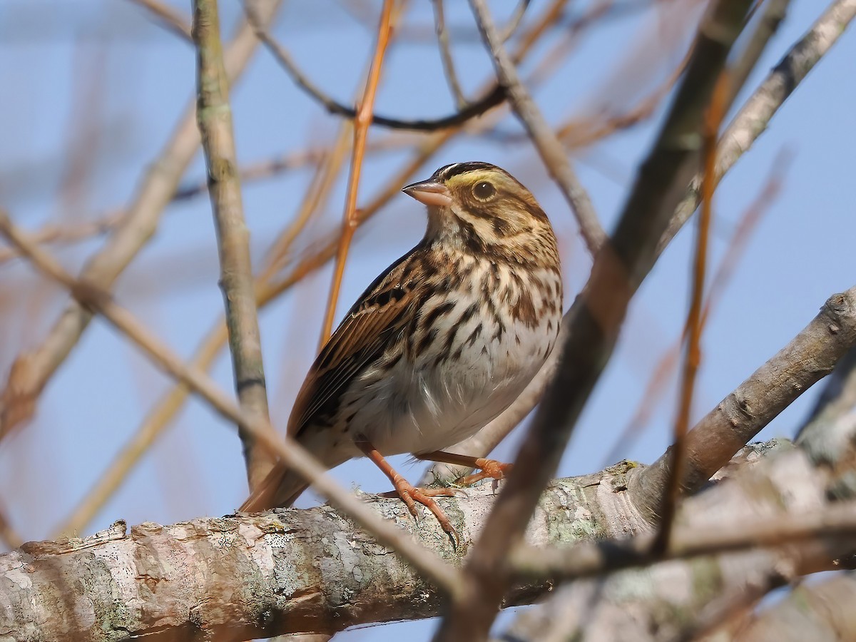 Savannah Sparrow - ML610860747