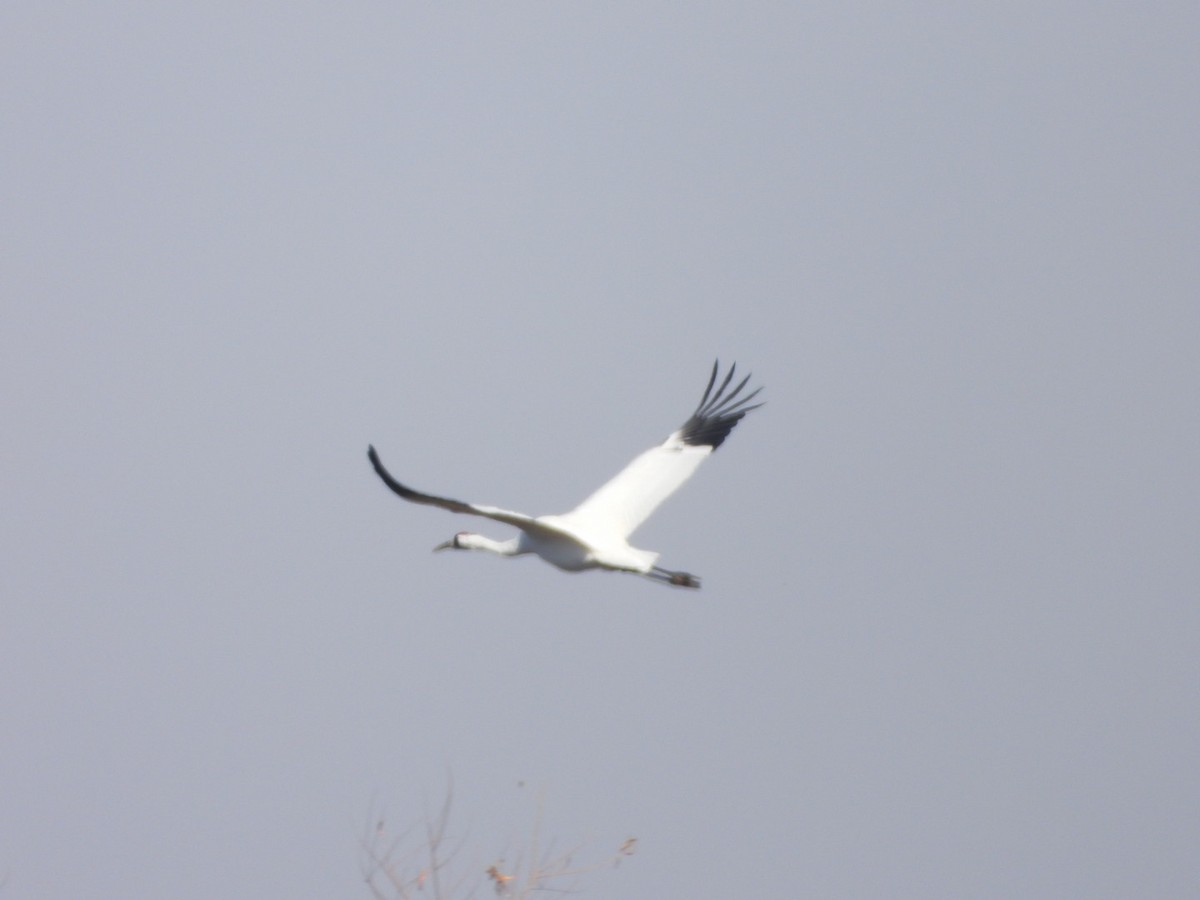 Ebird Checklist Nov Bailey Wetlands Wayne Co Species