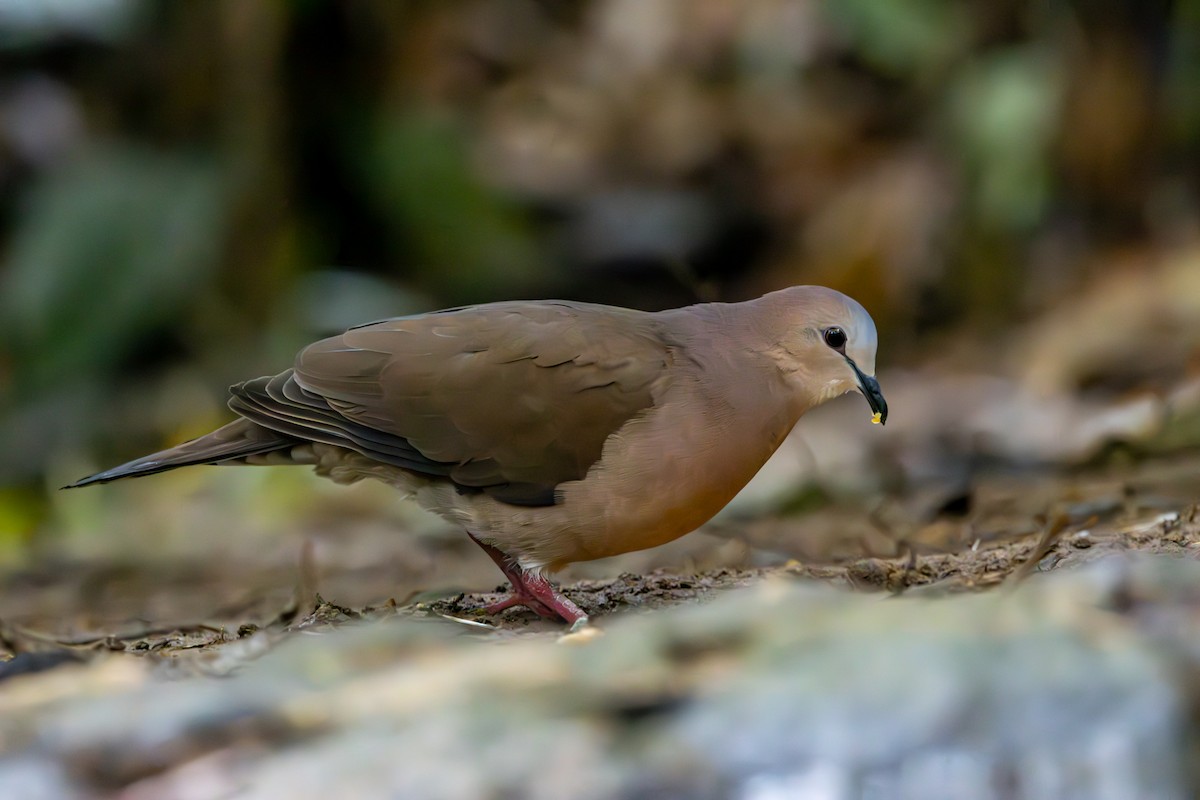 Gray-fronted Dove - ML610861129