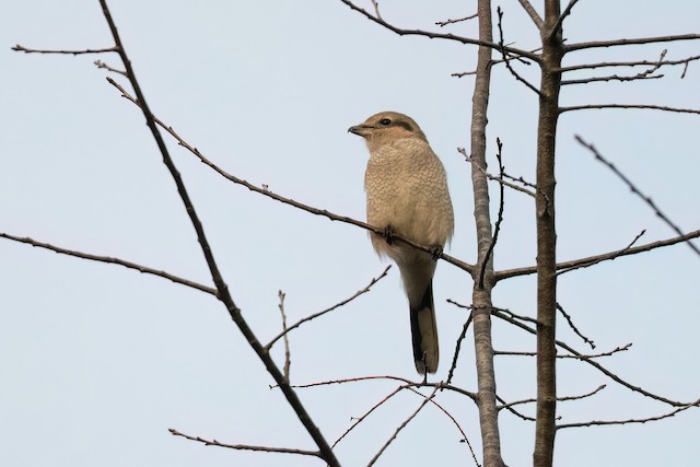 Northern Shrike