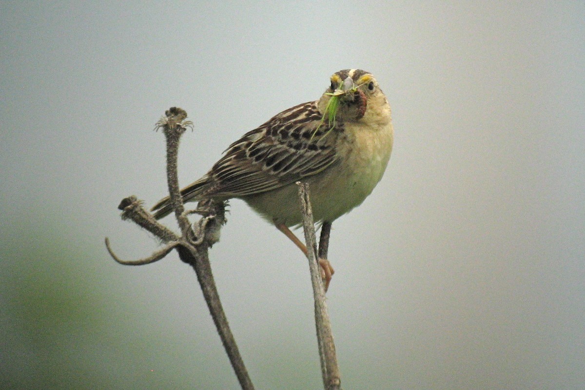 Grasshopper Sparrow - ML610861211