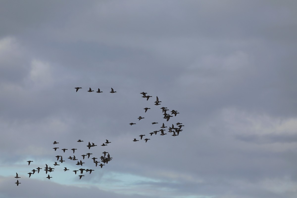 eBird Checklist 4 Nov 2023 Merritt Island NWRBlack Point Wildlife