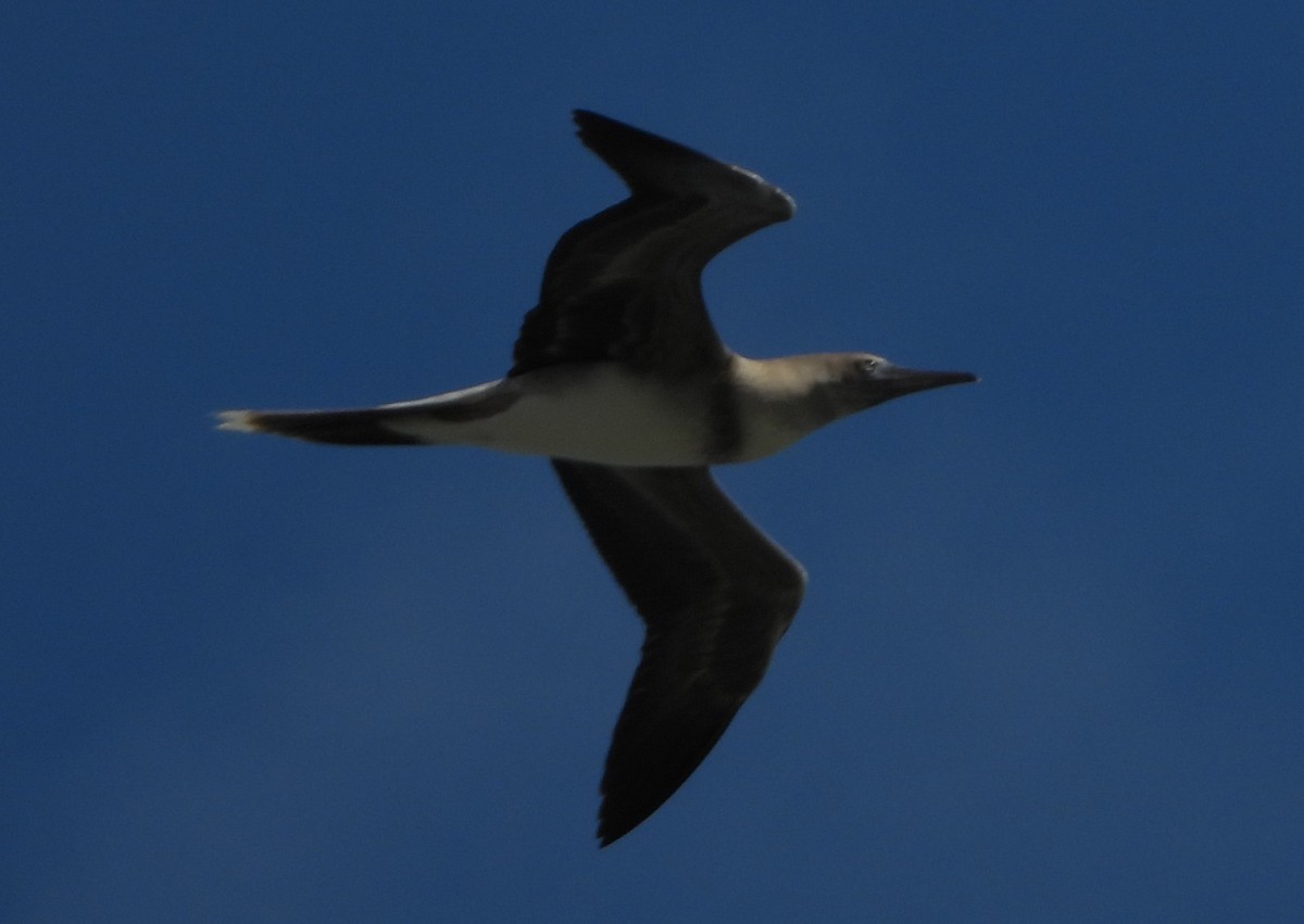 Red-footed Booby - ML610862174